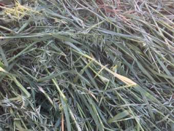 400 x Oaten Hay 400-450kg 5x4 Round Bales