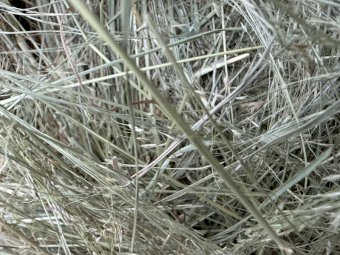 Teff Hay Small Square Bales (Baron Packs of 21)