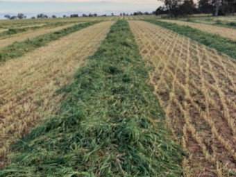 80mt Oaten Hay 650-700kg 8x4x3 Bales