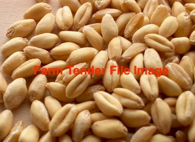 100mt APW Wheat
