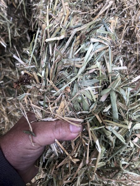 850mt Oaten and Clover Hay 640kg 8x4x3 Bales
