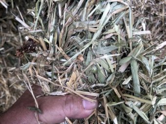 850mt Oaten and Clover Hay 640kg 8x4x3 Bales