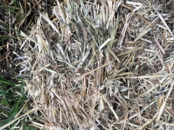350mt Oaten Rye Hay 620kg 8x4x3 Bales