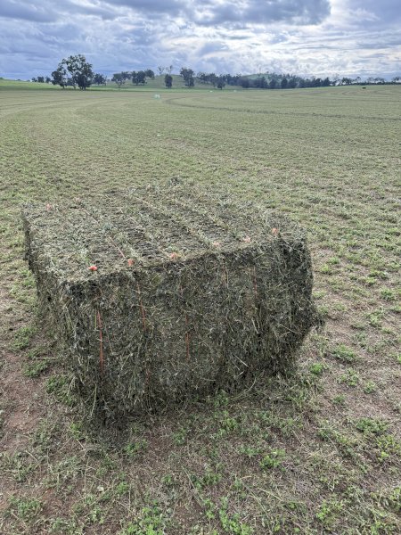 200mt Lucerne Silage Large Square Bales