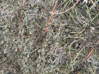 200mt Lucerne Silage Large Square Bales