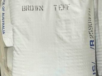 Brown Teff Seed