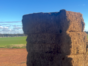 40mt Vetch Hay 600kg 8x4x3 Bales