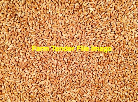 WANTED 40-80mt Red Feed Wheat