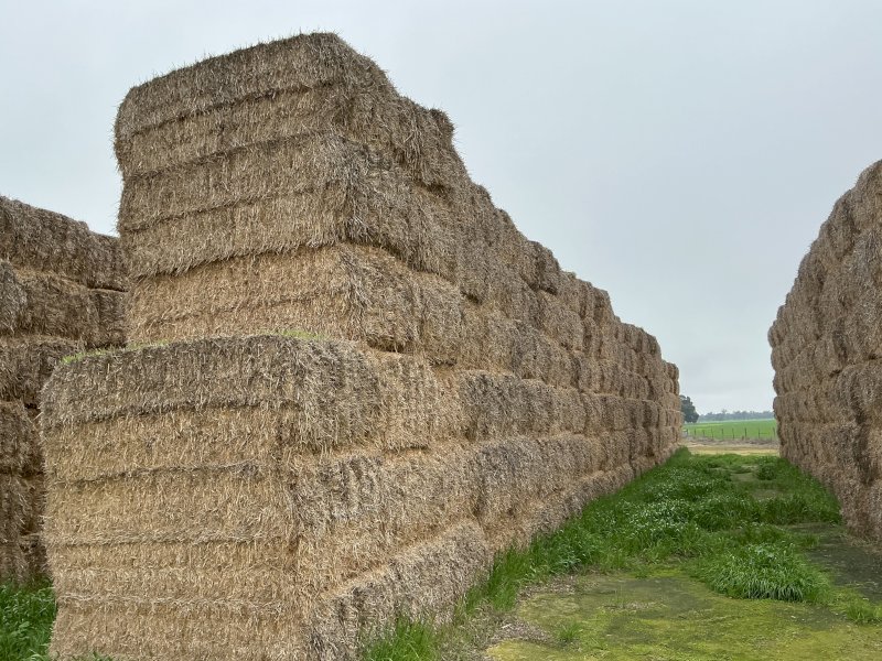 300 m/t Header Trailed Barley Straw