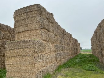 300 m/t Header Trailed Barley Straw