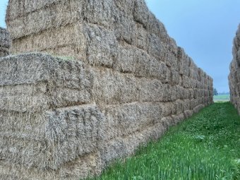 300 m/t Header Trailed Barley Straw