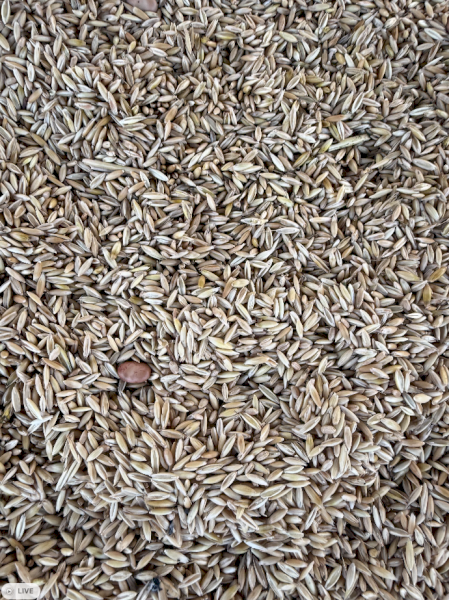 3-4mt Feed Oats