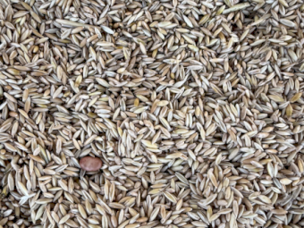 3-4mt Feed Oats