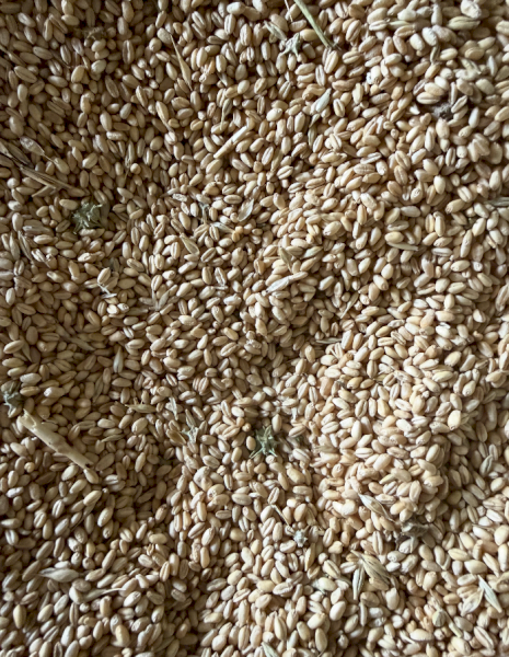 5-6mt Feed Wheat