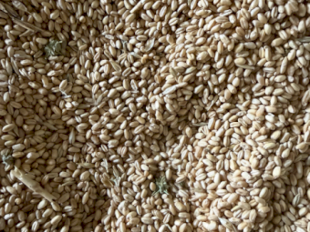 5-6mt Feed Wheat