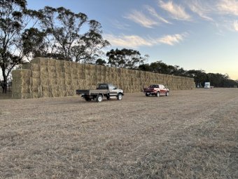 250 m/t Oaten Hay in 8x4x3 Bales