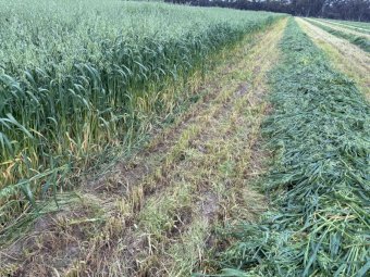 250 m/t Oaten Hay in 8x4x3 Bales