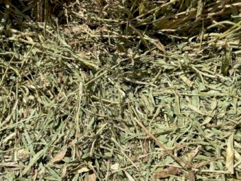 300mt Cavalcade Hay 600kg 8x4x3 Bales