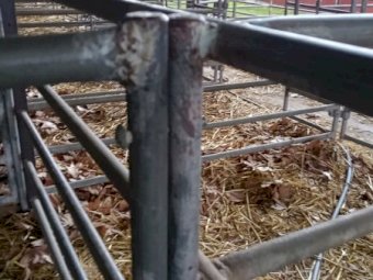 49 Sheep/Calf Show Pens