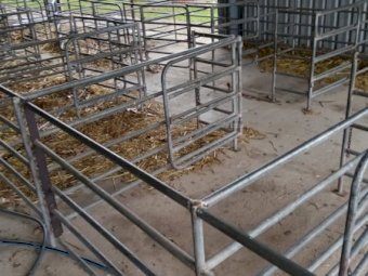 49 Sheep/Calf Show Pens
