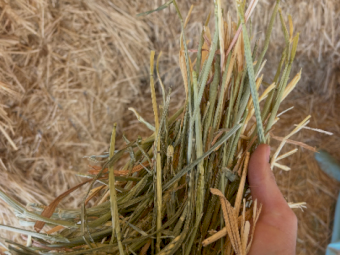 60mt Oaten Hay 700kg 8x4x3 Bales