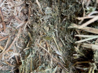 250mt Vetch Hay 610-620kg 8x4x3 Bales