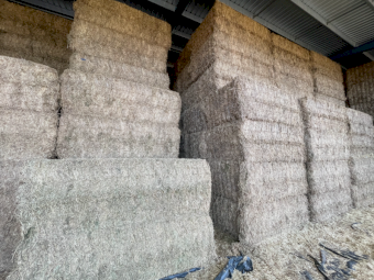 250mt Vetch Hay 610-620kg 8x4x3 Bales