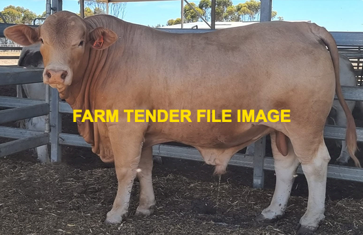 WANTED Charmaster Bull