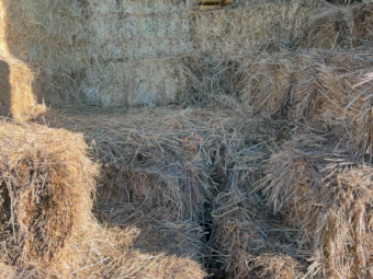 1500 x Rye Clover Hay Small Squares