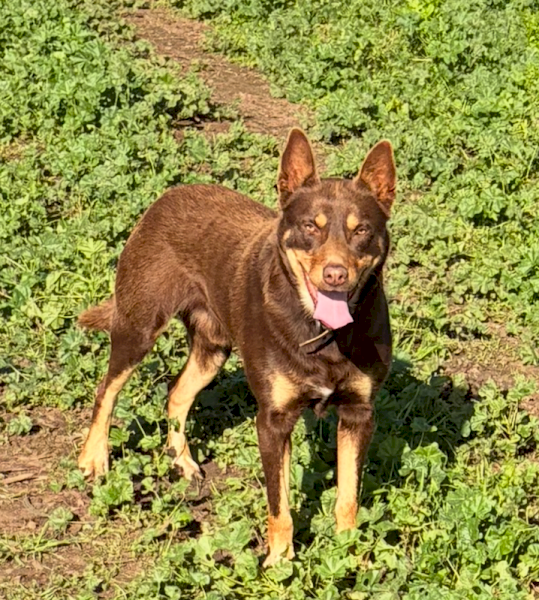 Red and Tan Kelpie Dog
