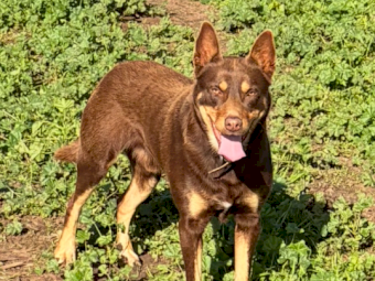 Red and Tan Kelpie Dog