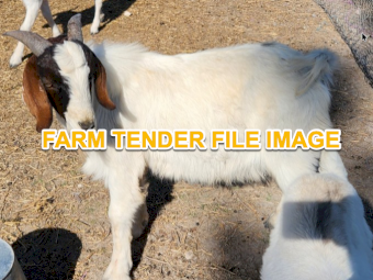 WANTED Boer Goats