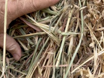500mt Oaten Hay 8x4x3 Bales