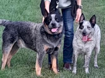 Australian Cattle Dog Pups for Sale