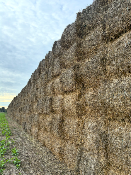500mt Wheaten Hay 700kg 8x4x3 Bales