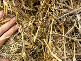 500mt Wheaten Hay 700kg 8x4x3 Bales