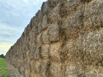 500mt Wheaten Hay 700kg 8x4x3 Bales