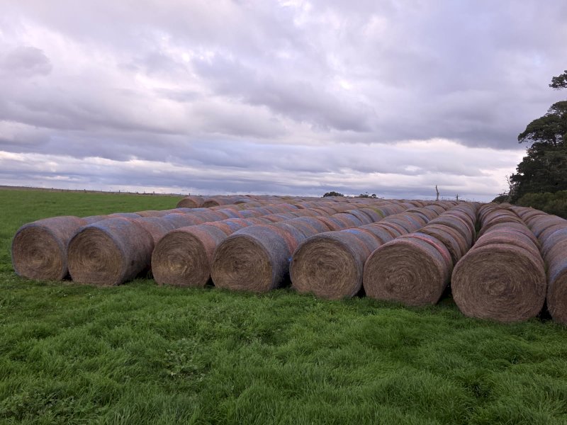 500 x Pasture Hay 400kg 5x4 Rolls