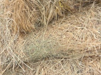 500 x Pasture Hay 400kg 5x4 Rolls