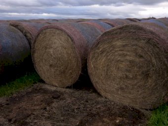 500 x Pasture Hay 400kg 5x4 Rolls