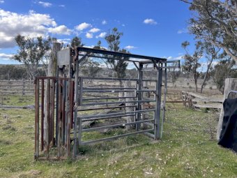 Arrowquip Cattle Crush