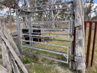 Arrowquip Cattle Crush