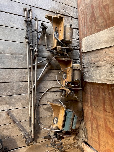 3 X Lister Gold Shearing Plants