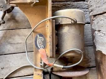 3 X Lister Gold Shearing Plants
