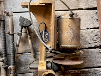 3 X Lister Gold Shearing Plants