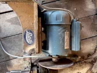 3 X Lister Gold Shearing Plants