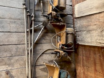 3 X Lister Gold Shearing Plants