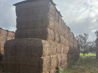 270m/t Vetch Hay 8x4x3 Bales