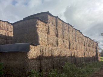 270m/t Vetch Hay 8x4x3 Bales