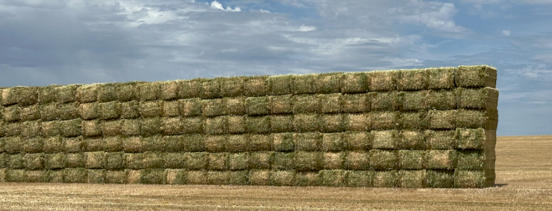 500mt Barley Hay 750kg 8x4x3 Bales
